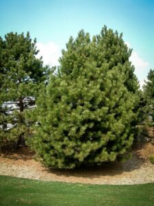 Сосна Чёрная (Pinus Nigra) купить по цене от 270.00р. в интернет-магазине «Посадика» с доставкой почтой в в Удомляе и по всей России – [изображение №1].