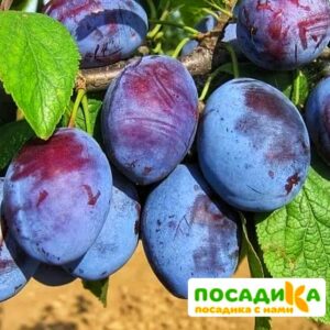 Слива Чачакская ранняя купить по цене от 229.00р. в интернет-магазине «Посадика» с доставкой почтой в в Удомляе и по всей России – [изображение №1].