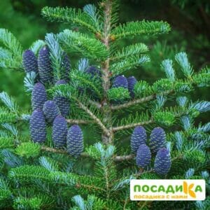 Пихта корейская (Abies koreana) купить по цене от 450.00р. в интернет-магазине «Посадика» с доставкой почтой в в Удомляе и по всей России – [изображение №1].