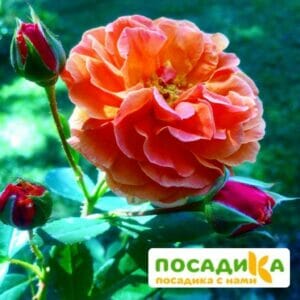 Роза Арабия купить по цене от 350.00р. в интернет-магазине «Посадика» с доставкой почтой в в Удомляе и по всей России – [изображение №1].