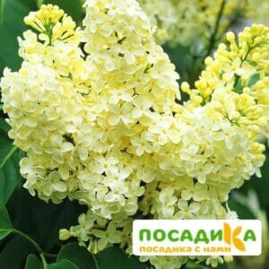 Сирень Примроуз (Primrose) купить по цене от 529.00р. в интернет-магазине «Посадика» с доставкой почтой в в Удомляе и по всей России – [изображение №1].