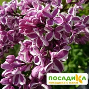 Сирень Сенсация купить по цене от 529.00р. в интернет-магазине «Посадика» с доставкой почтой в в Удомляе и по всей России – [изображение №1].