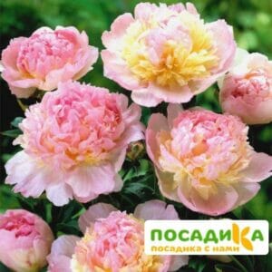 Пион Распберри Сандей (Paeonia Raspberry Sundae) купить по цене от 959р. в интернет-магазине «Посадика» с доставкой почтой в в Удомляе и по всей России – [изображение №1].