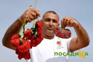 Клубника Гигант Джорнея купить по цене от 266р. в интернет-магазине «Посадика» с доставкой почтой в в Удомляе и по всей России – [изображение №1].