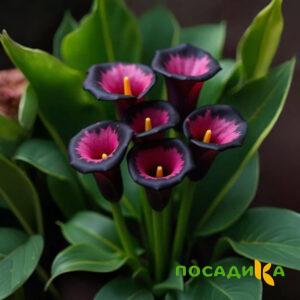 Калла Аура Лейс купить по цене от 400р. в интернет-магазине «Посадика» с доставкой почтой в в Удомляе и по всей России – [изображение №1].