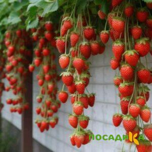 Клубника вьющаяся Комплимент купить по цене от 470р. в интернет-магазине «Посадика» с доставкой почтой в в Удомляе и по всей России – [изображение №1].