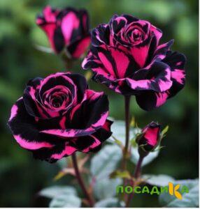Роза Багровый Шепот купить по цене от 366р. в интернет-магазине «Посадика» с доставкой почтой в в Удомляе и по всей России – [изображение №1].
