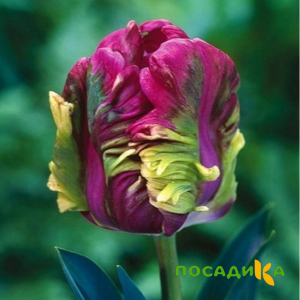 Тюльпан Экзотик Хэвен купить по цене от 186р. в интернет-магазине «Посадика» с доставкой почтой в в Удомляе и по всей России – [изображение №1].