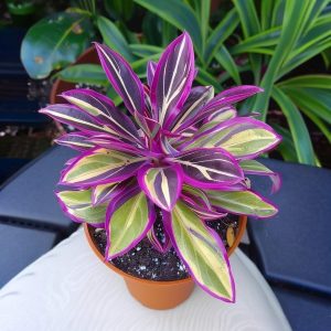 Хоста Сильвер Стик купить по цене от 650р. в интернет-магазине «Посадика» с доставкой почтой в в Удомляе и по всей России – [изображение №1].