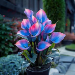 Калла Импрессия купить по цене от 590р. в интернет-магазине «Посадика» с доставкой почтой в в Удомляе и по всей России – [изображение №1].