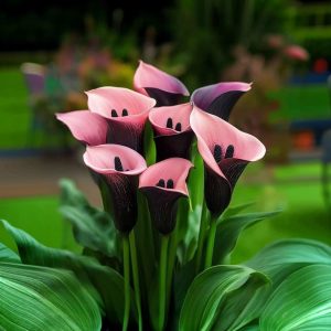 Калла Энигма купить по цене от 291р. в интернет-магазине «Посадика» с доставкой почтой в в Удомляе и по всей России – [изображение №1].