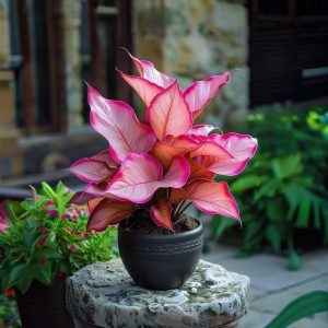 Хоста Розовая Симфония купить по цене от 800р. в интернет-магазине «Посадика» с доставкой почтой в в Удомляе и по всей России – [изображение №1].