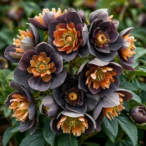 Морозник Блум Айс купить по цене от 499р. в интернет-магазине «Посадика» с доставкой почтой в в Удомляе и по всей России – [изображение №1].