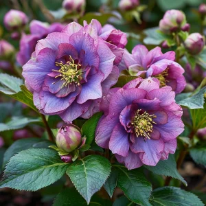 Морозник Айс Принцесс Чарм купить по цене от 650р. в интернет-магазине «Посадика» с доставкой почтой в в Удомляе и по всей России – [изображение №1].