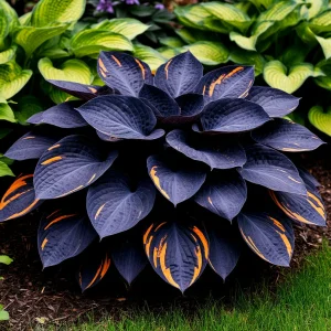 Хоста Умбра купить по цене от 349р. в интернет-магазине «Посадика» с доставкой почтой в в Удомляе и по всей России – [изображение №1].