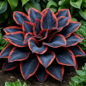 Хоста Солнечный Агат купить по цене от 440р. в интернет-магазине «Посадика» с доставкой почтой в в Удомляе и по всей России – [изображение №1].