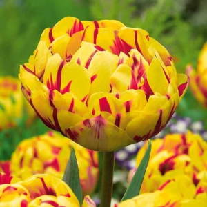 Тюльпан махровый Голден Ницц купить по цене от 361р. в интернет-магазине «Посадика» с доставкой почтой в в Удомляе и по всей России – [изображение №1].