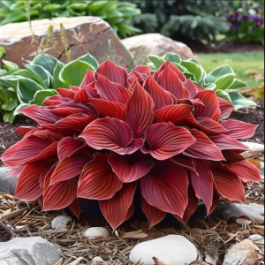 Хоста Малыш Шедевр купить по цене от 421р. в интернет-магазине «Посадика» с доставкой почтой в в Удомляе и по всей России – [изображение №1].