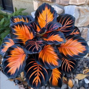 Хоста Сикрет Форест купить по цене от 601р. в интернет-магазине «Посадика» с доставкой почтой в в Удомляе и по всей России – [изображение №1].