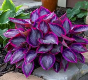 Хоста Сикрет Гарденс купить по цене от 549р. в интернет-магазине «Посадика» с доставкой почтой в в Удомляе и по всей России – [изображение №1].