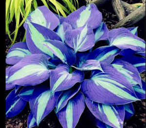 Хоста Аурелия купить по цене от 450р. в интернет-магазине «Посадика» с доставкой почтой в в Удомляе и по всей России – [изображение №1].